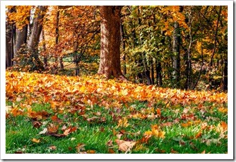 Ventura CA Back Pain